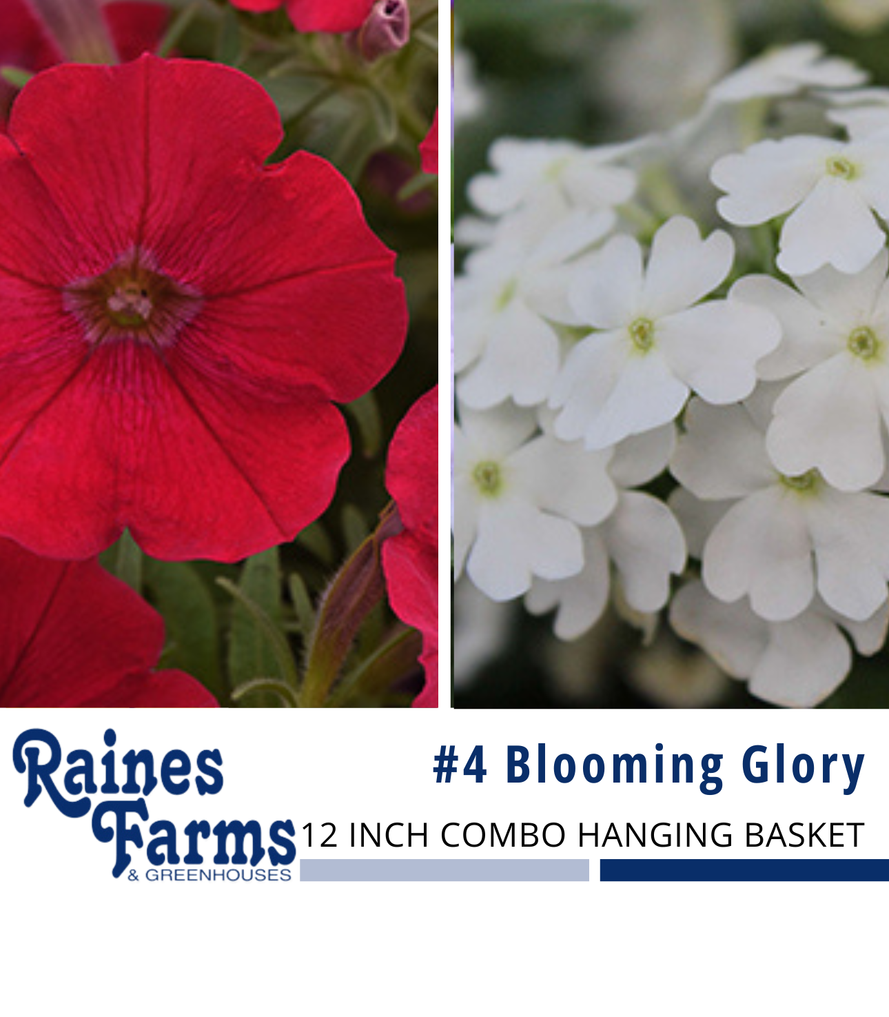 #4: Blooming Glory 12 Inch Combo Hanging Basket